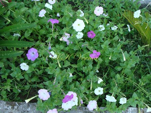  Plant